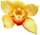 Orchid 40px